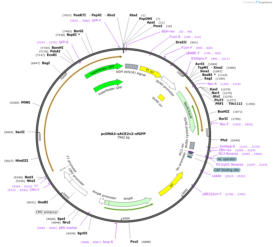 145173-plasmid-map-sequence-id-292589