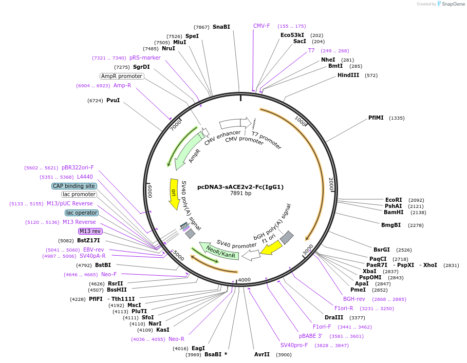 145165-plasmid-map-sequence-id-292594