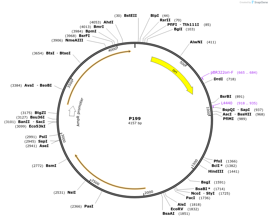 139717-plasmid-map-sequence-id-292601