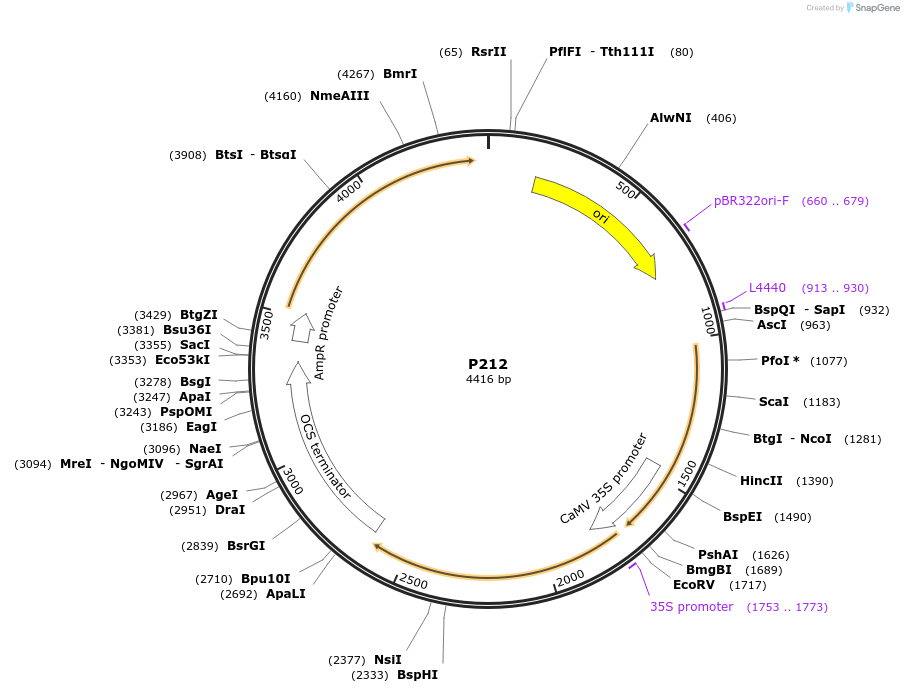 139718-plasmid-map-sequence-id-292602