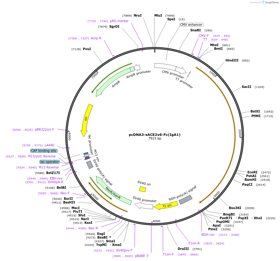 145161-plasmid-map-sequence-id-292608