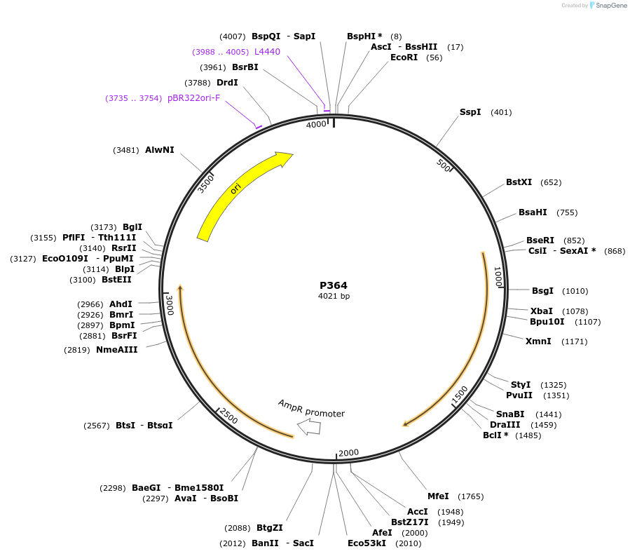 139721-plasmid-map-sequence-id-292610