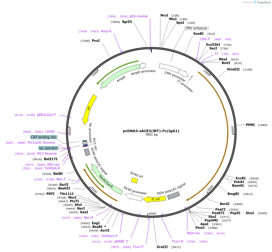 145163-plasmid-map-sequence-id-292622