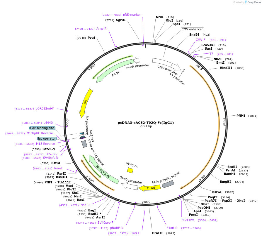 145170-plasmid-map-sequence-id-292630
