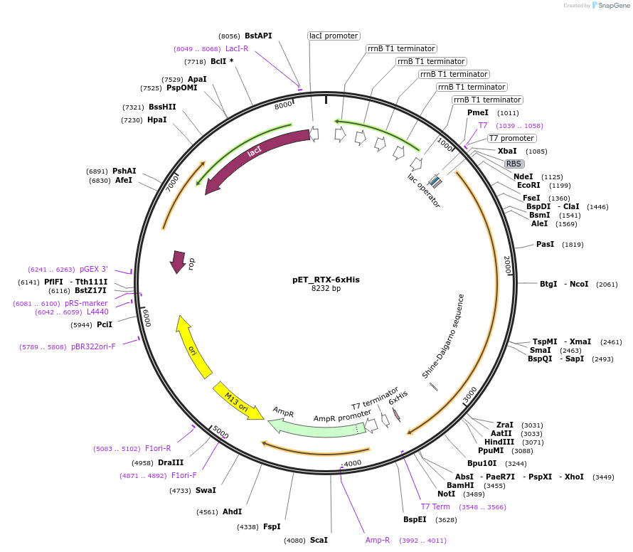 145029-plasmid-map-sequence-id-292639