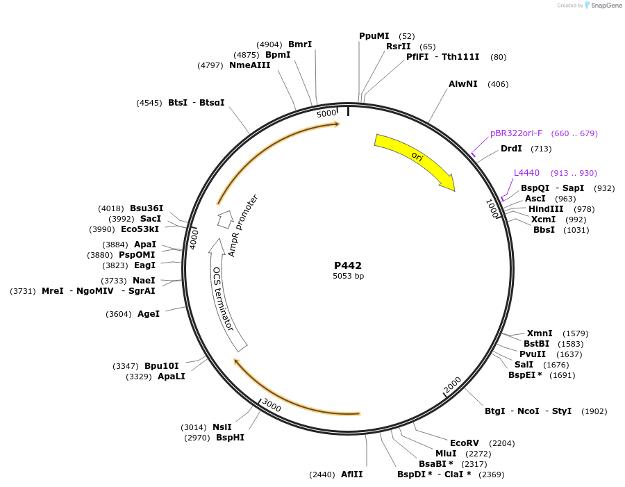139728-plasmid-map-sequence-id-292640