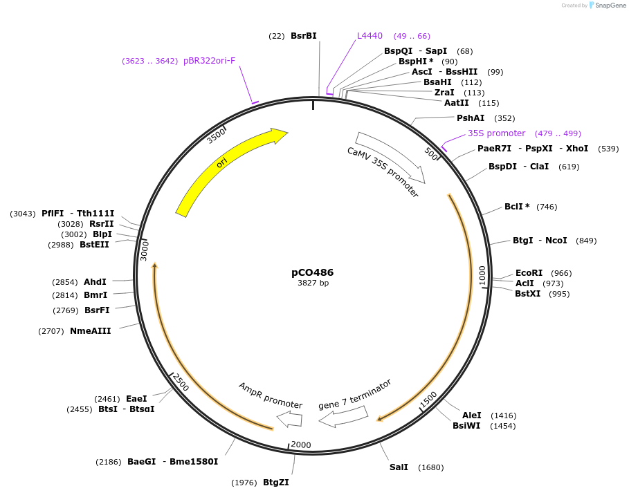 139729-plasmid-map-sequence-id-292643