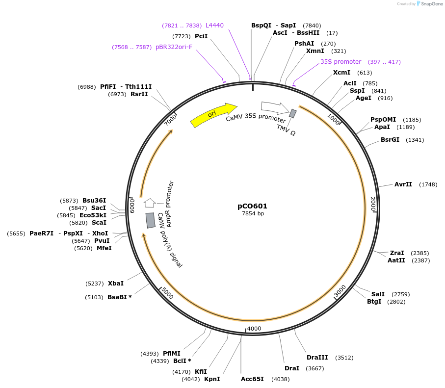 139733-plasmid-map-sequence-id-292648