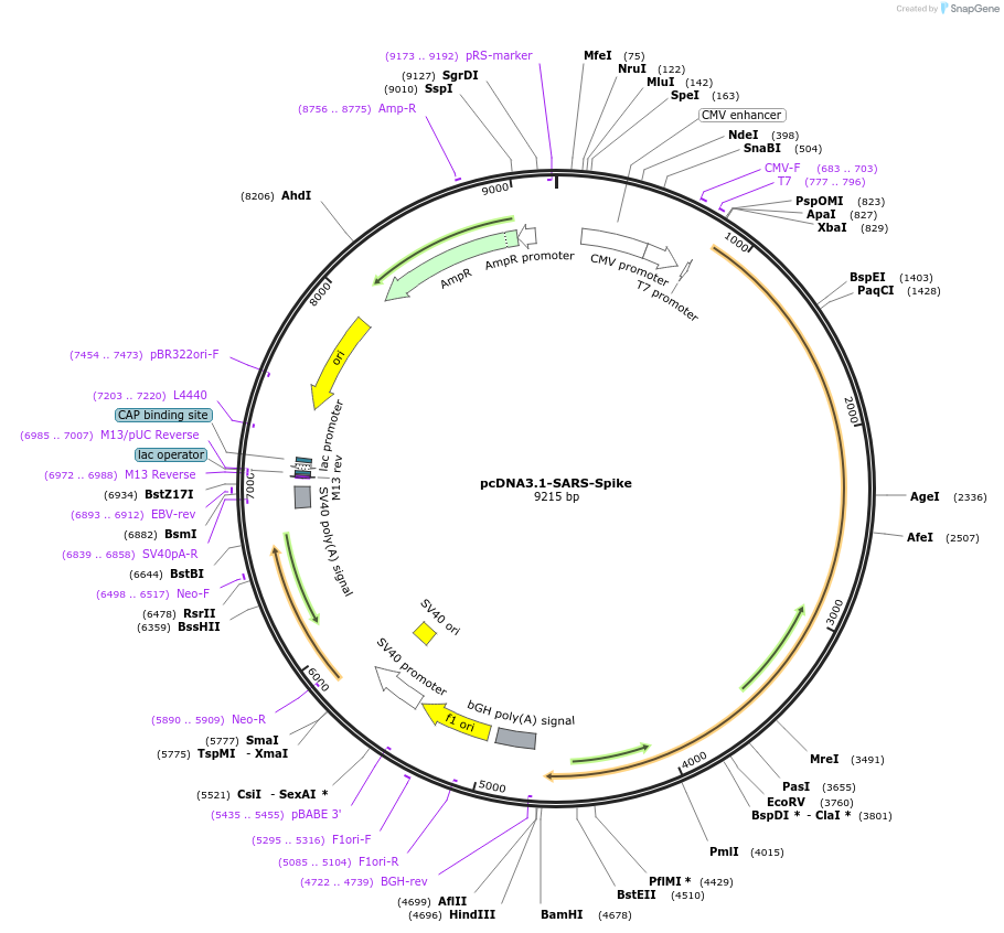 145031-plasmid-map-sequence-id-292651