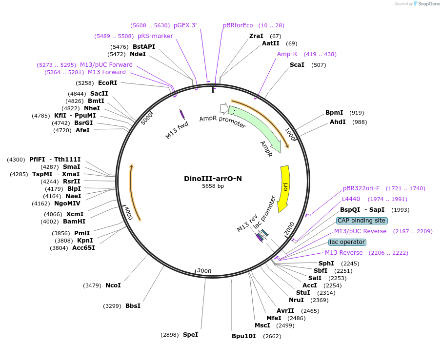 128143-plasmid-map-sequence-id-292663