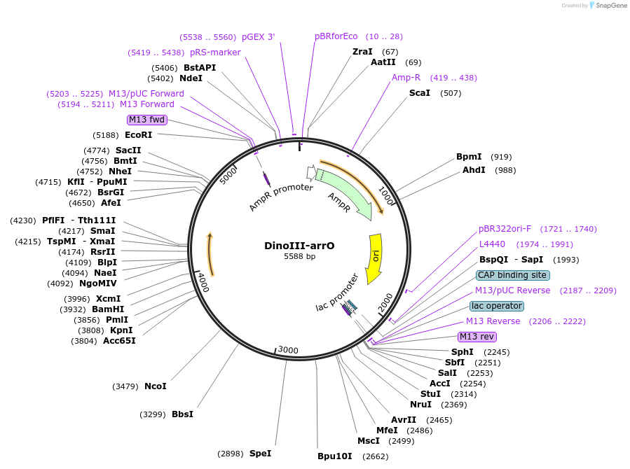 128142-plasmid-map-sequence-id-292664