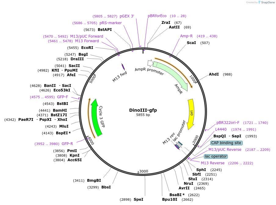 128141-plasmid-map-sequence-id-292665