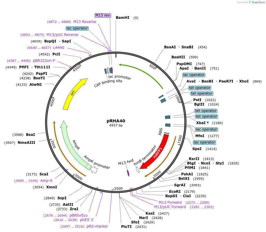 138941-plasmid-map-sequence-id-292673