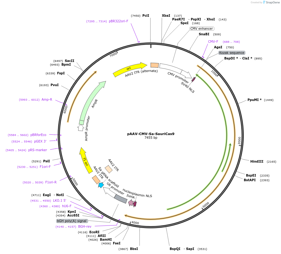 135967-plasmid-map-sequence-id-292681