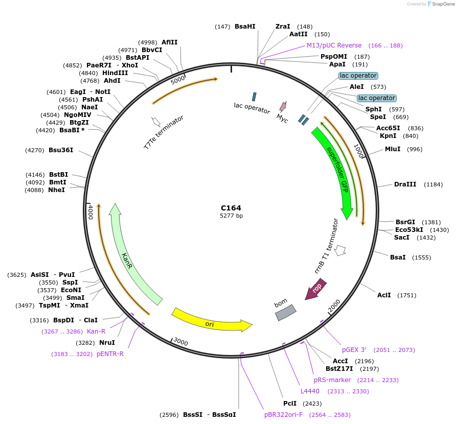 141128-plasmid-map-sequence-id-292692