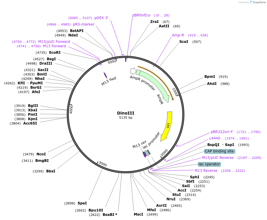 128100-plasmid-map-sequence-id-292693