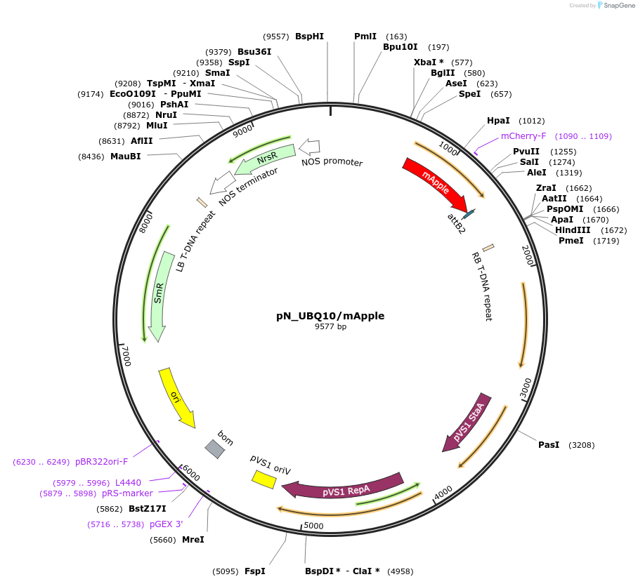 140405-plasmid-map-sequence-id-292694