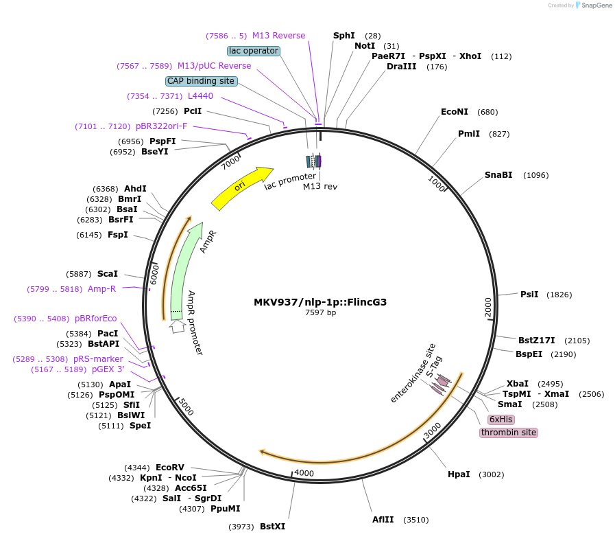 140508-plasmid-map-sequence-id-292696