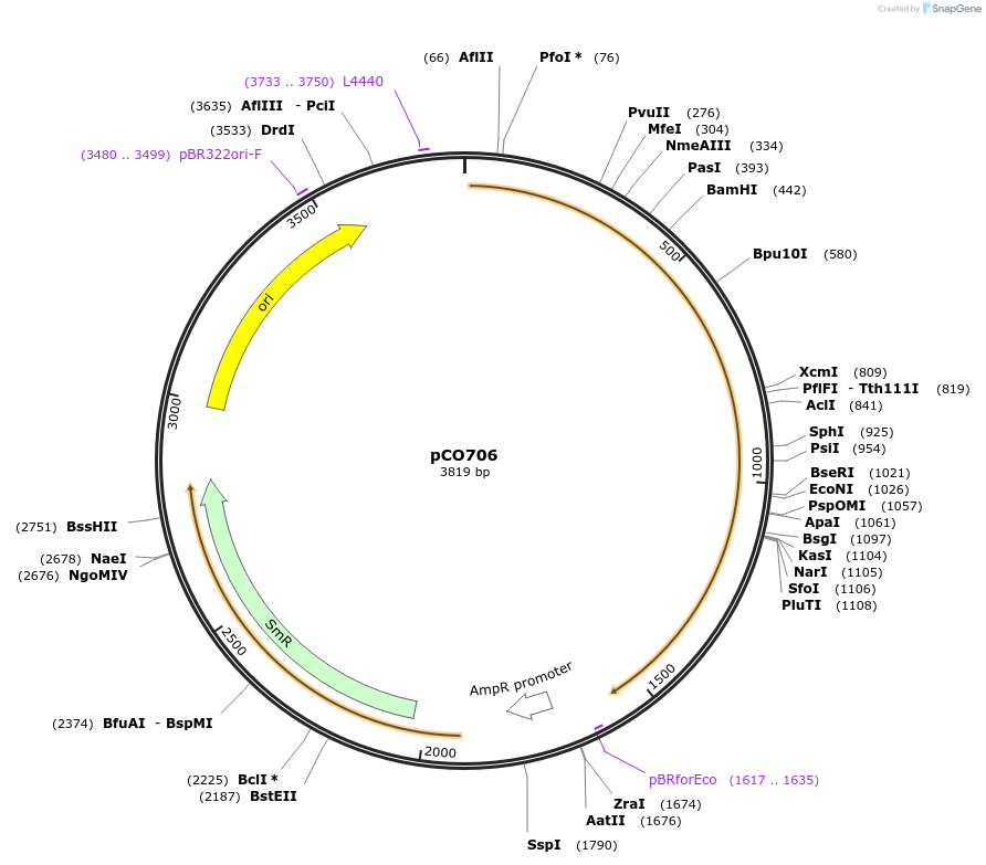139743-plasmid-map-sequence-id-292698