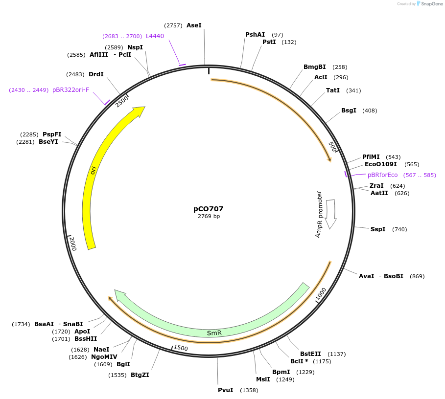 139744-plasmid-map-sequence-id-292700