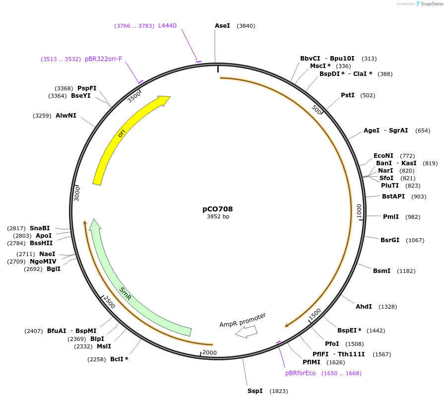 139745-plasmid-map-sequence-id-292701