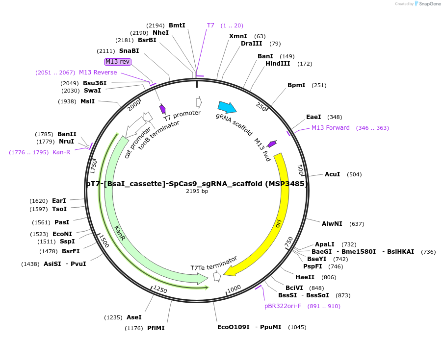 140082-plasmid-map-sequence-id-292704