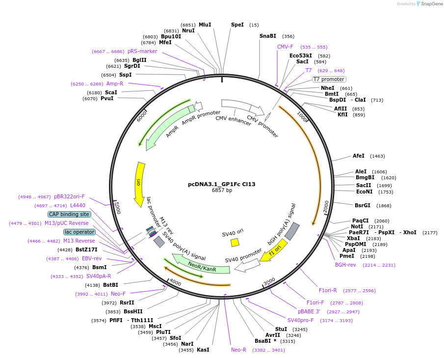 138599-plasmid-map-sequence-id-292711
