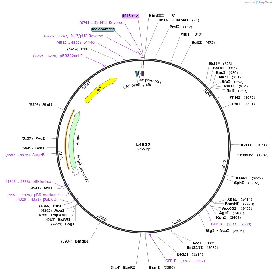 1683-plasmid-map-sequence-id-293