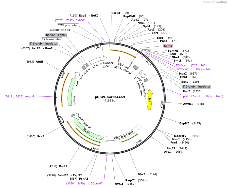 151976-plasmid-map-sequence-id-294988