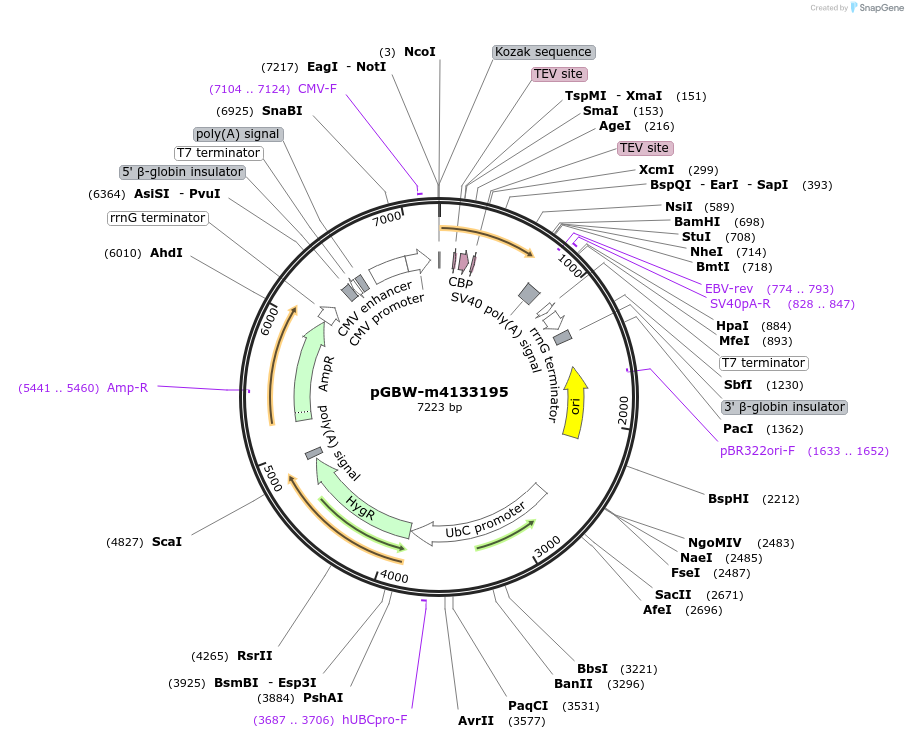 151980-plasmid-map-sequence-id-294992