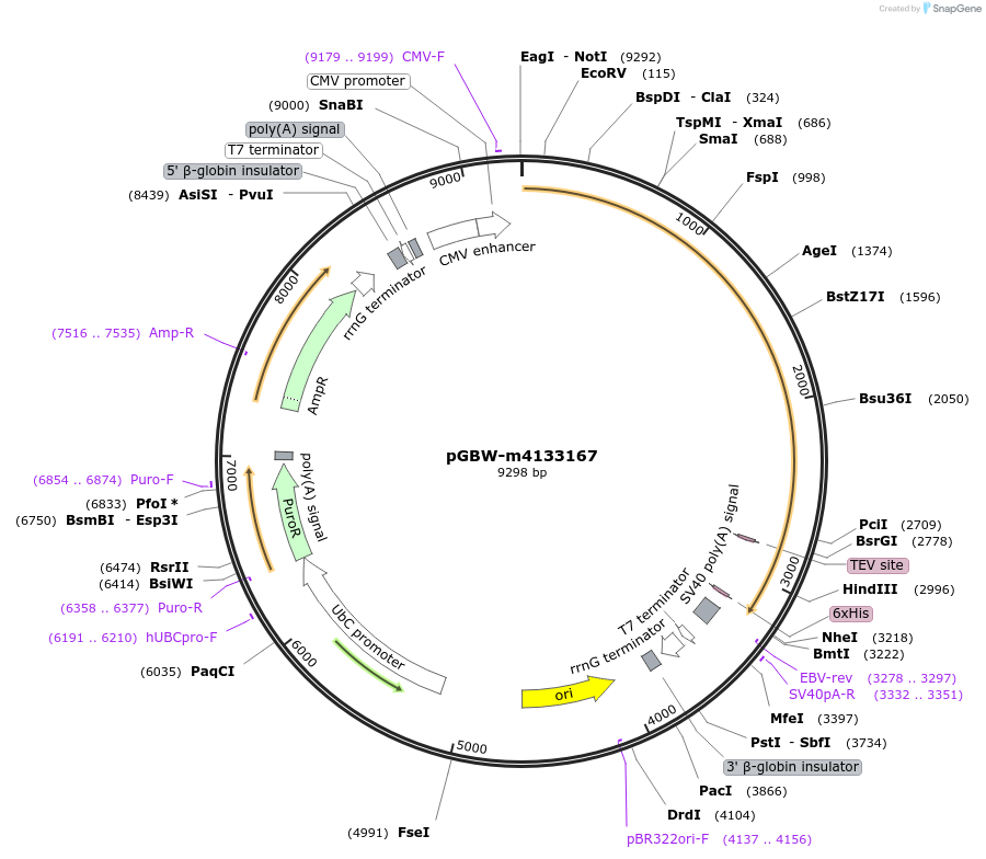 151982-plasmid-map-sequence-id-294994