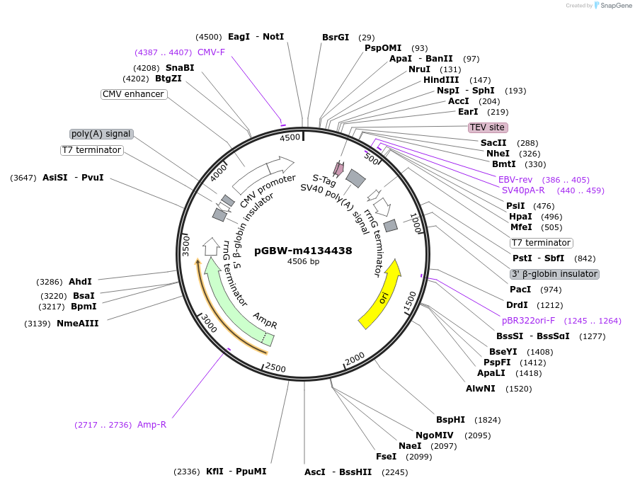 151983-plasmid-map-sequence-id-294995