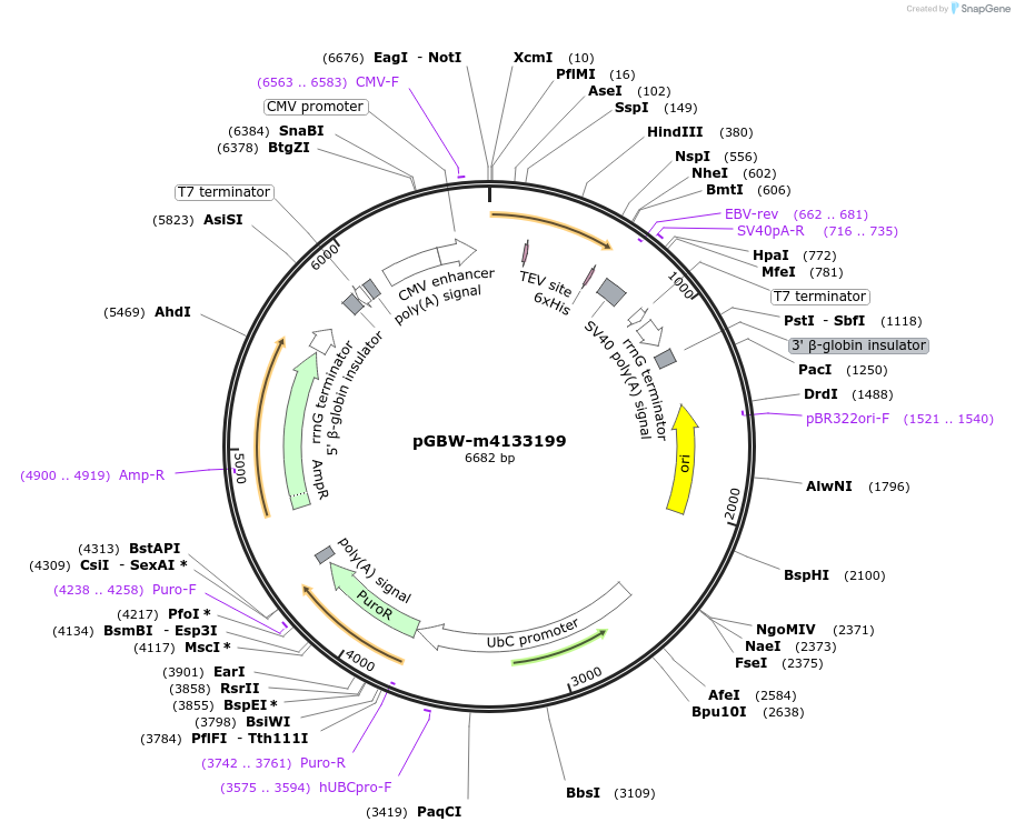 151985-plasmid-map-sequence-id-294997