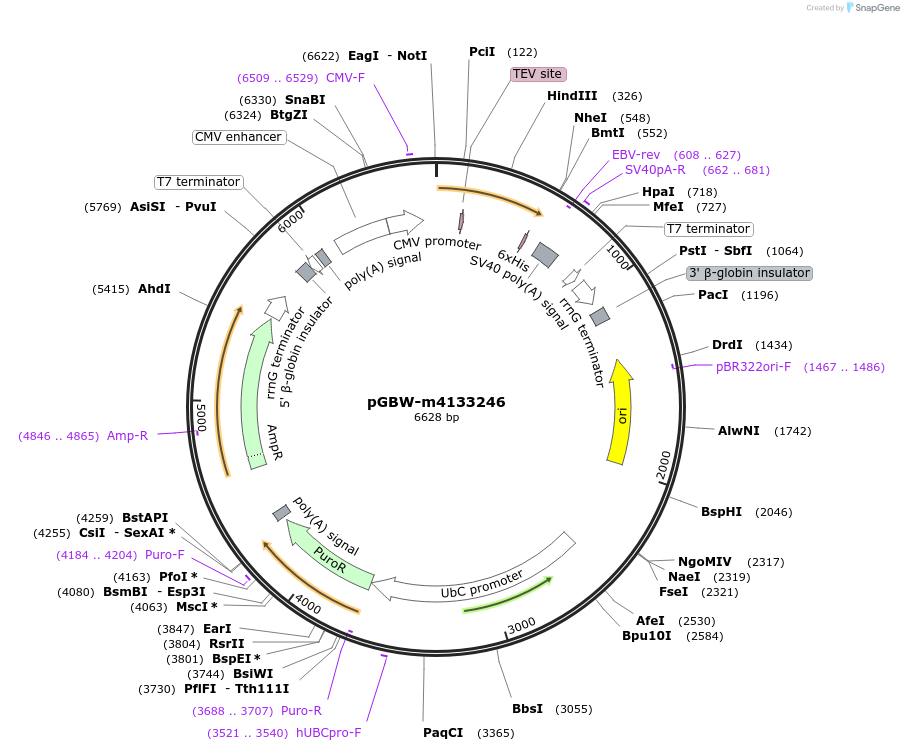 151986-plasmid-map-sequence-id-294998