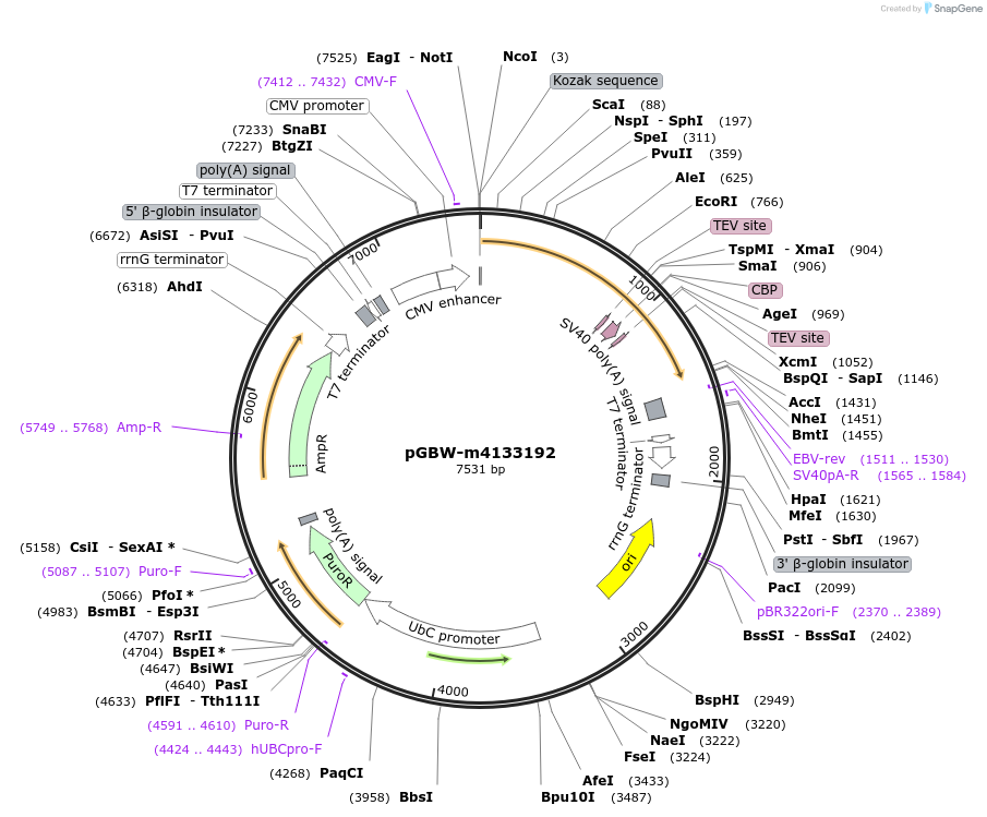 151987-plasmid-map-sequence-id-294999