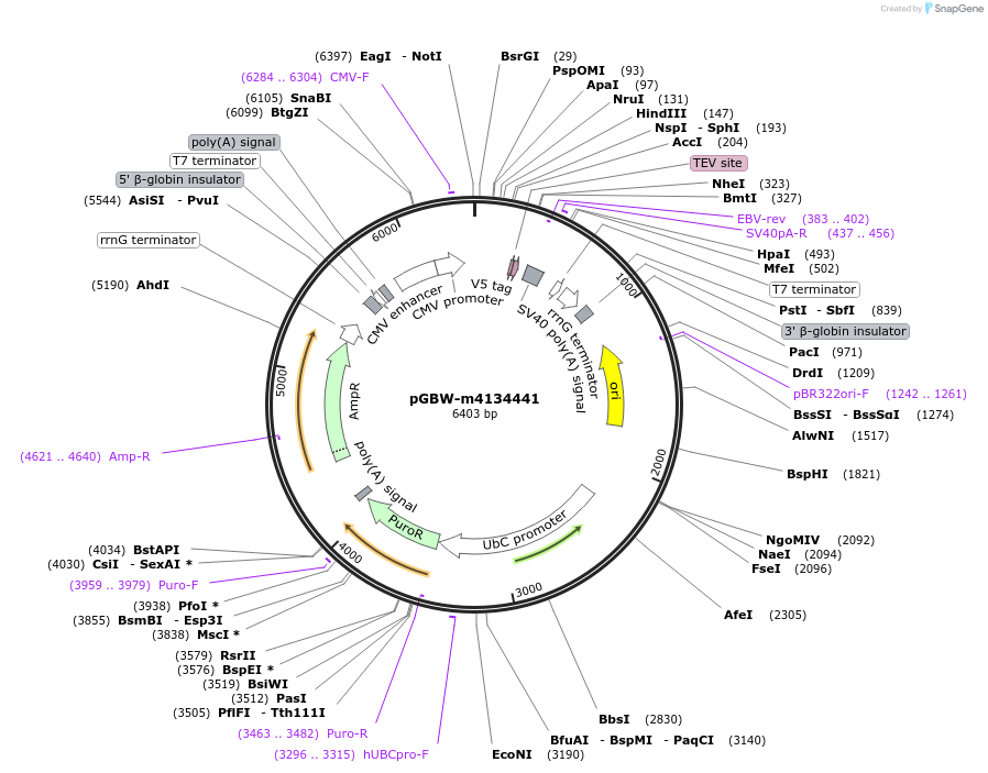 151988-plasmid-map-sequence-id-295000