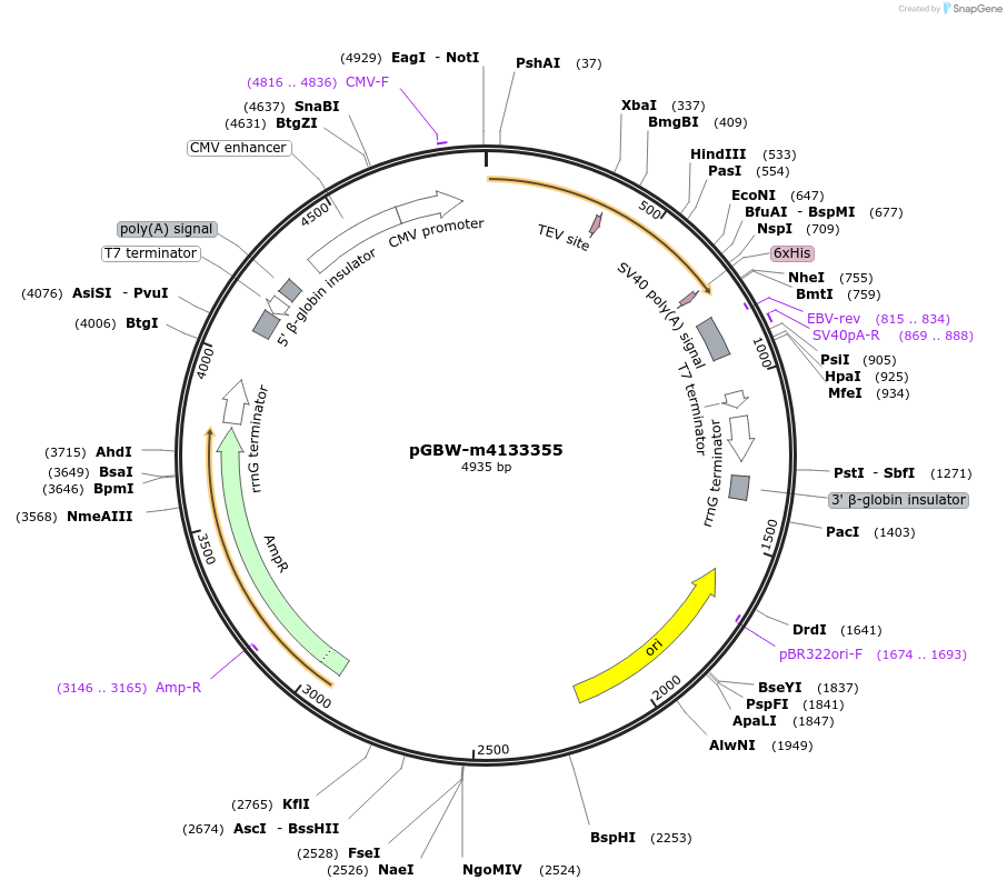 151990-plasmid-map-sequence-id-295002