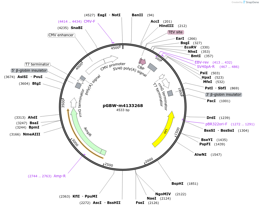 152000-plasmid-map-sequence-id-295012