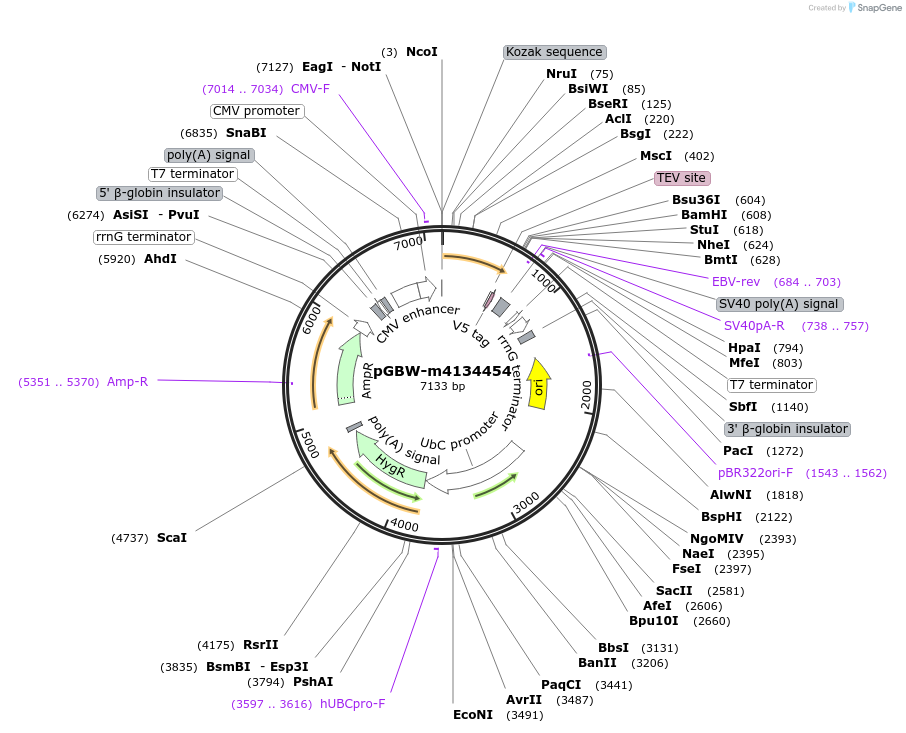 152002-plasmid-map-sequence-id-295014