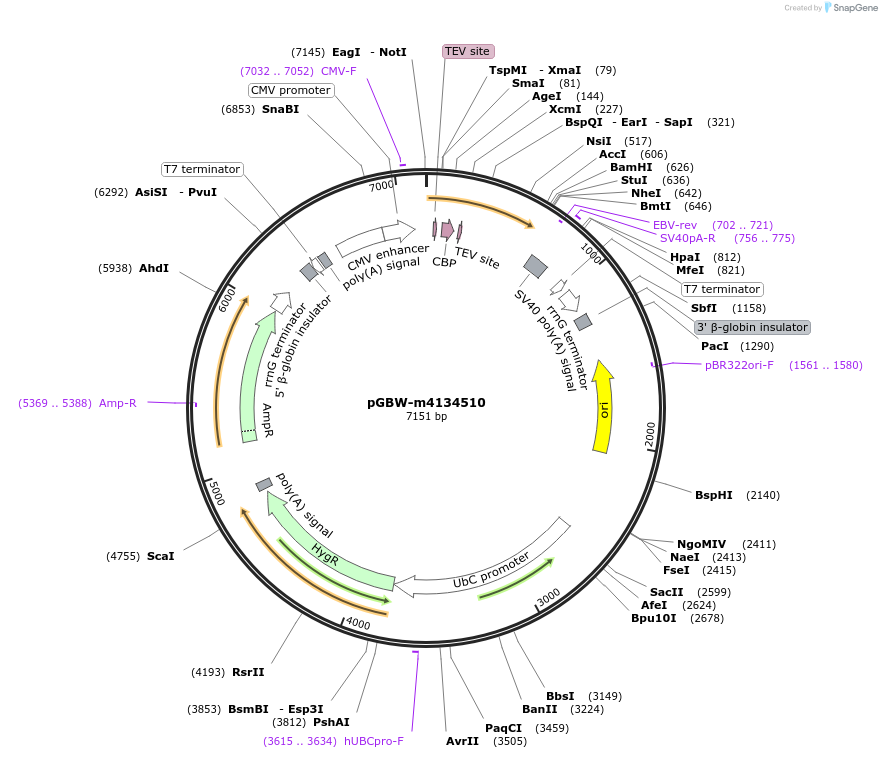 152003-plasmid-map-sequence-id-295015