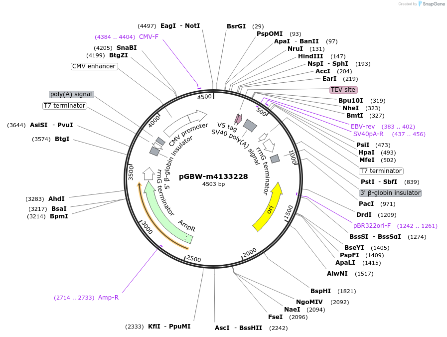 152008-plasmid-map-sequence-id-295020