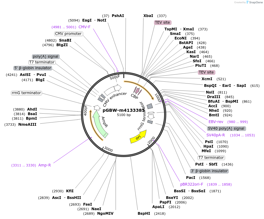 152011-plasmid-map-sequence-id-295023