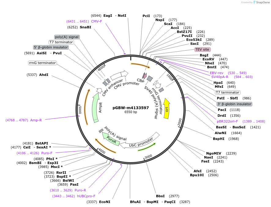 152012-plasmid-map-sequence-id-295024
