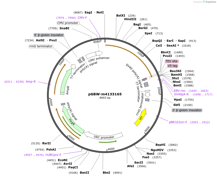 152015-plasmid-map-sequence-id-295027