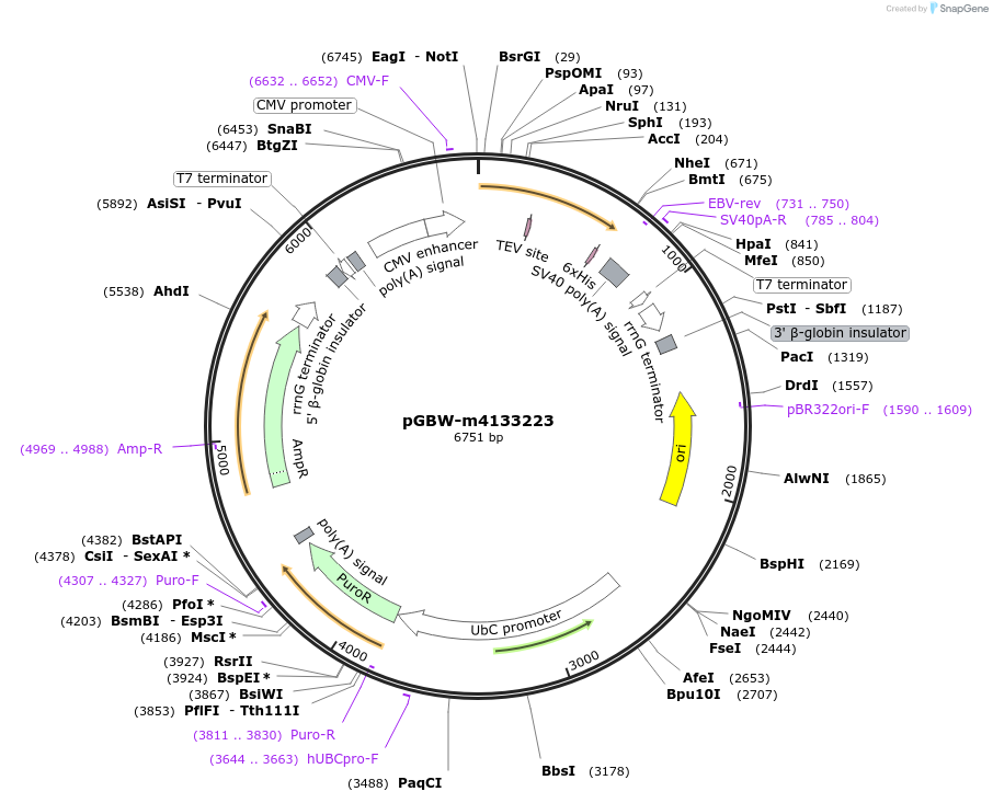 152016-plasmid-map-sequence-id-295028