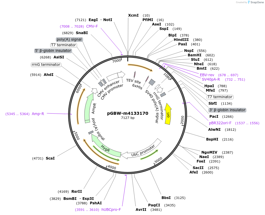 152023-plasmid-map-sequence-id-295035