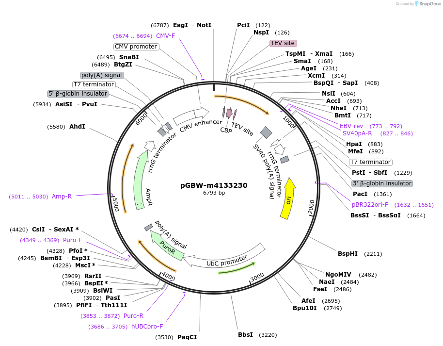 152024-plasmid-map-sequence-id-295036