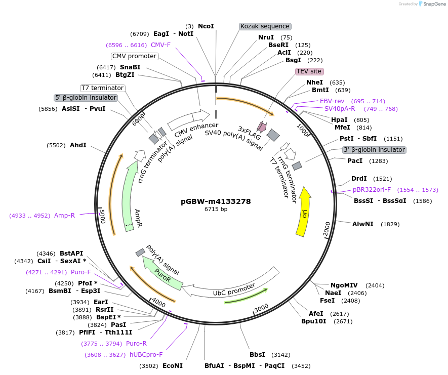 152025-plasmid-map-sequence-id-295037