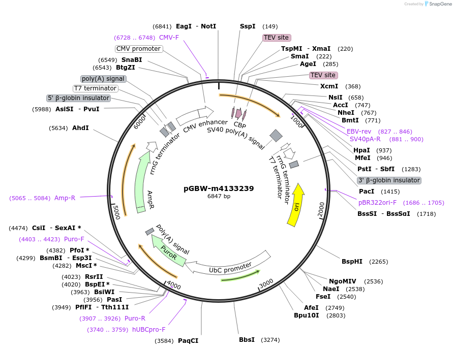 152026-plasmid-map-sequence-id-295038