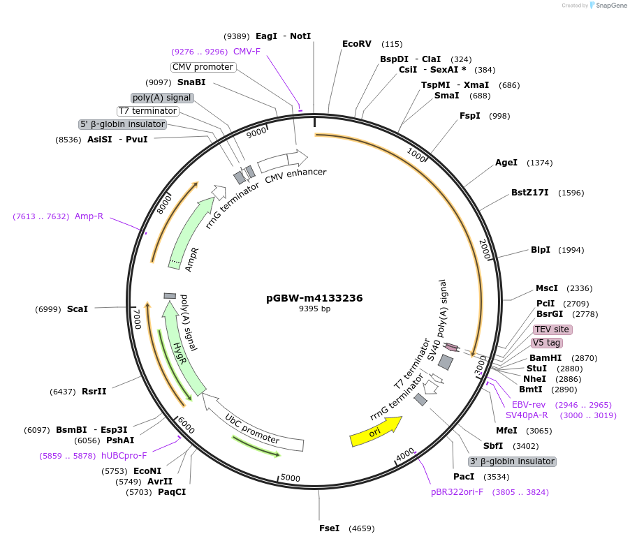 152028-plasmid-map-sequence-id-295040